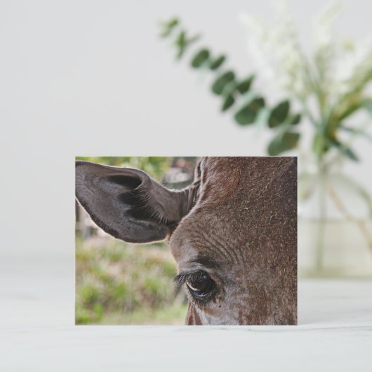 キリン ポストカード (スタンド正面)