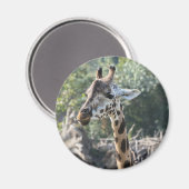 キリン マグネット (正面/裏面)