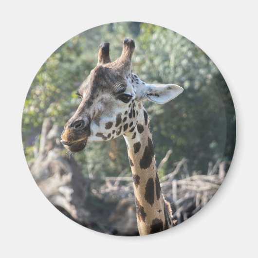 キリン マグネット (正面)