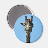 キリン マグネット (正面/裏面)