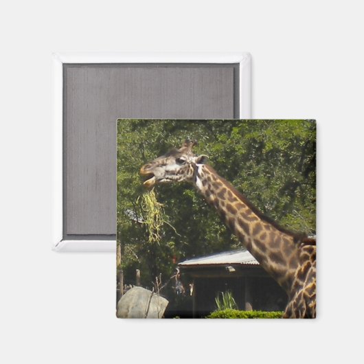 キリン マグネット (正面/裏面)