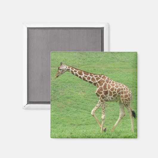 キリン マグネット (正面/裏面)