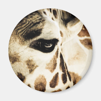 キリン マグネット