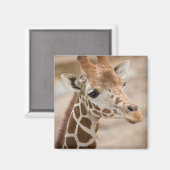 キリン マグネット (正面/裏面)