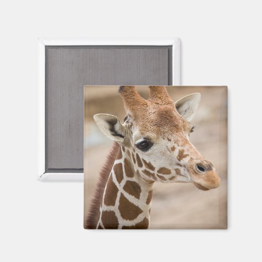 キリン マグネット (正面/裏面)