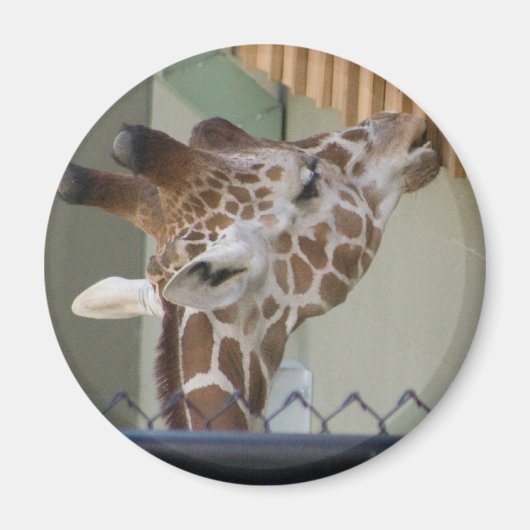 キリン マグネット (正面)