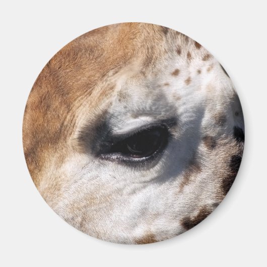 キリン マグネット (正面)