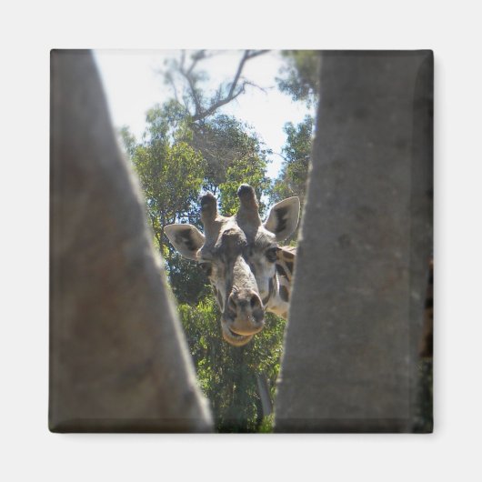 キリン マグネット (正面)