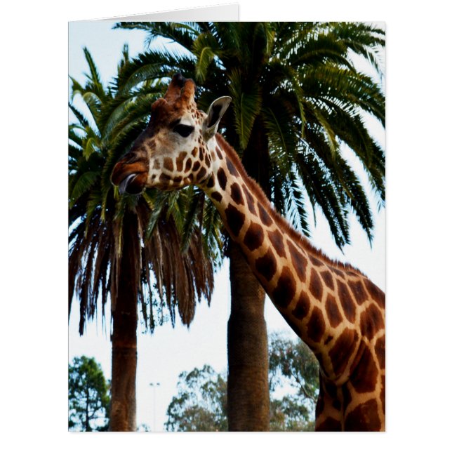 キリン・ラズベリー[#「キリン・ラズベリー」] (正面)