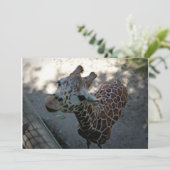 キリン 招待状 (スタンド正面)