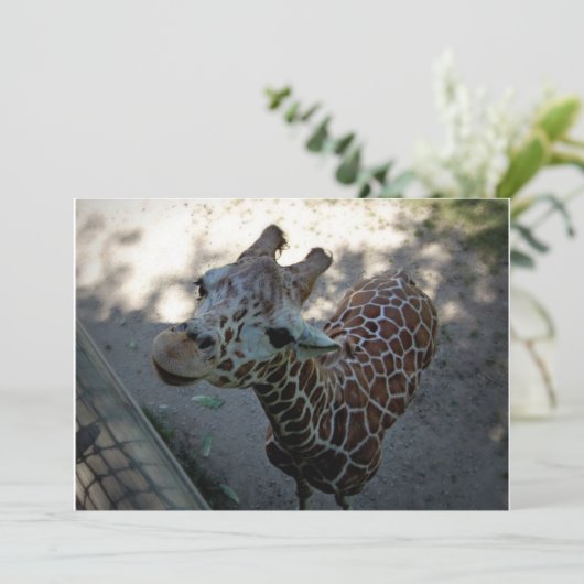 キリン 招待状 (スタンド正面)