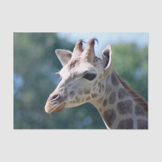 キリン 薄葉紙 (正面)