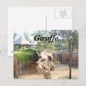 キリン# 12 ポストカード (正面/裏面)