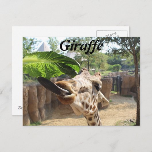 キリン# 14 ポストカード (正面/裏面)