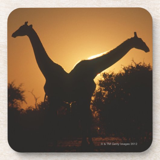 キリン(Giraffaのcamelopardalis)の組 コースター (正面)