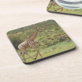 キリン、Giraffaのcamelopardalis、Kgalagadi コースター (左側)