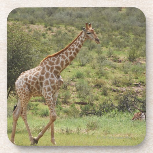 キリン、Giraffaのcamelopardalis、Kgalagadi コースター (正面)