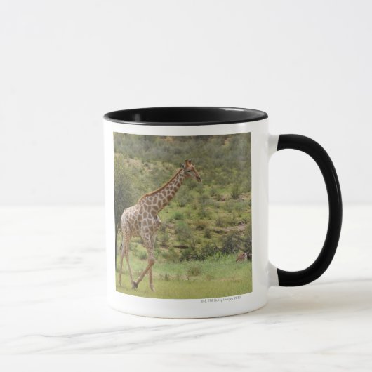 キリン、Giraffaのcamelopardalis、Kgalagadi マグカップ (右)