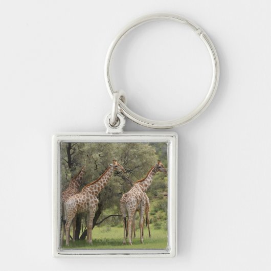 キリン、Giraffaのcamelopardalis、Kgalagadi 2 キーホルダー (正面)