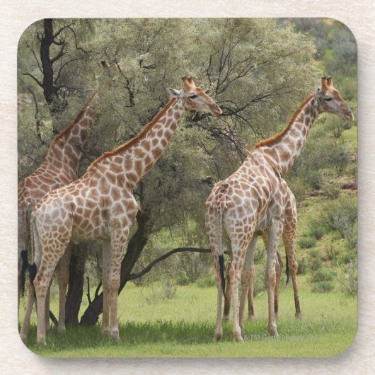 キリン、Giraffaのcamelopardalis、Kgalagadi 2 コースター (正面)