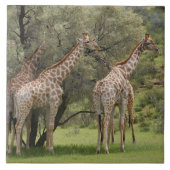 キリン、Giraffaのcamelopardalis、Kgalagadi 2 タイル (正面)