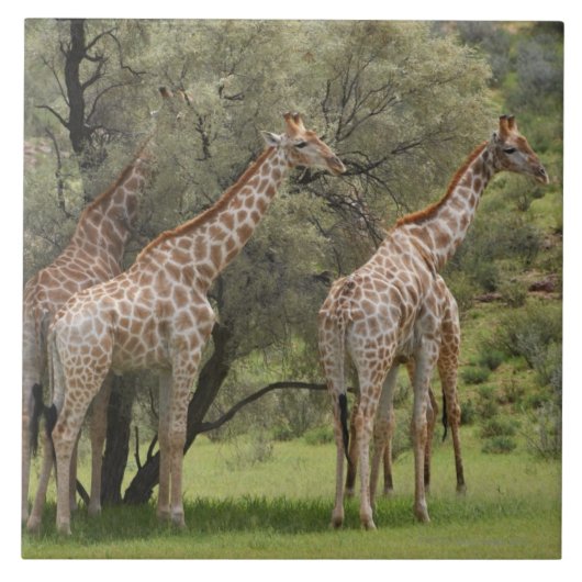 キリン、Giraffaのcamelopardalis、Kgalagadi 2 タイル (正面)