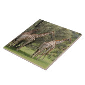 キリン、Giraffaのcamelopardalis、Kgalagadi 2 タイル (側面)