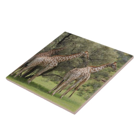 キリン、Giraffaのcamelopardalis、Kgalagadi 2 タイル (側面)