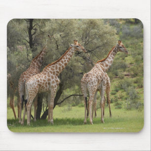 キリン、Giraffaのcamelopardalis、Kgalagadi 2 マウスパッド