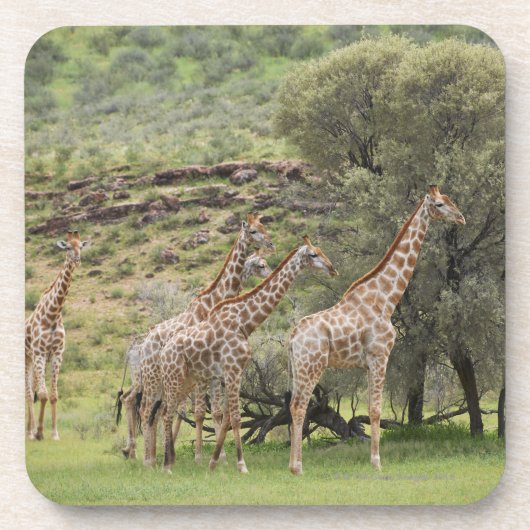 キリン、Giraffaのcamelopardalis、Kgalagadi 3 コースター (正面)