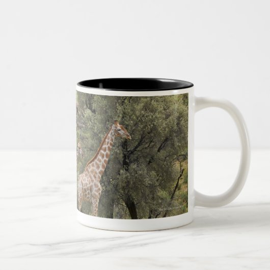 キリン、Giraffaのcamelopardalis、Kgalagadi 3 ツートーンマグカップ (右)