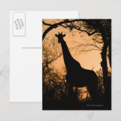 キリン（Giraffa camelopardalis）のシルエット ポストカード (正面/裏面)
