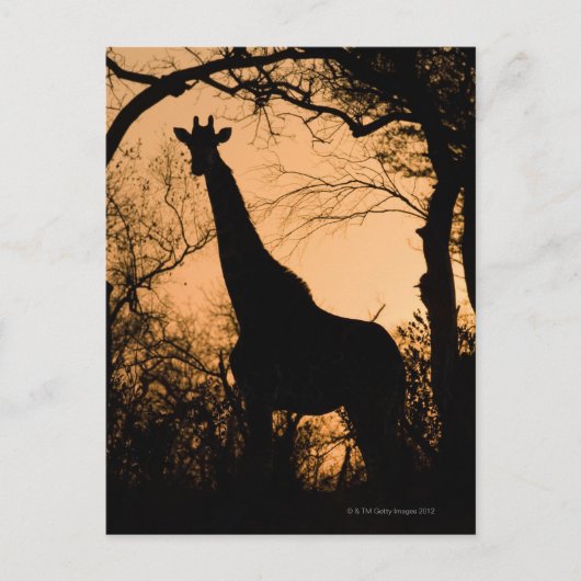 キリン（Giraffa camelopardalis）のシルエット ポストカード (正面)