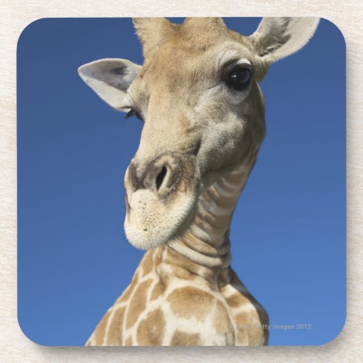 キリン(Giraffa Camelopardalis)のポートレート2 コースター (正面)