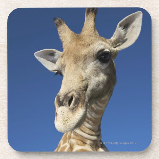 キリン(Giraffa Camelopardalis)のポートレート コースター (正面)
