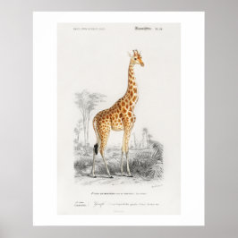 キリン(Giraffa camelopardalis)イラスト ポスター