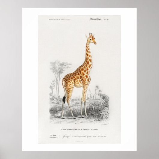 キリン(Giraffa camelopardalis)イラスト ポスター (正面)