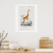 キリン(Giraffa camelopardalis)イラスト ポスター (キッチン)