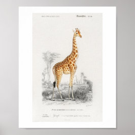 キリン(Giraffa camelopardalis)イラスト ポスター