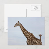 キリン(Giraffa camelopardalis)、チョベ国立 ポストカード (正面/裏面)