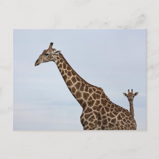 キリン(Giraffa camelopardalis)、チョベ国立 ポストカード (正面)