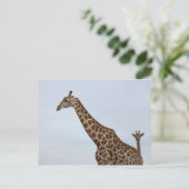 キリン(Giraffa camelopardalis)、チョベ国立 ポストカード (スタンド正面)