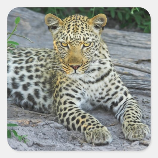 キレイなヒョウ スクエアシール (正面)