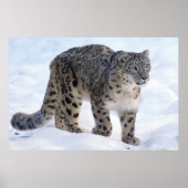 キレイなユキヒョウ ポスター (正面)