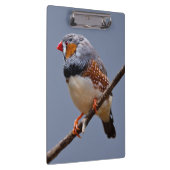 キンカチョウのクリップボード クリップボード (右)