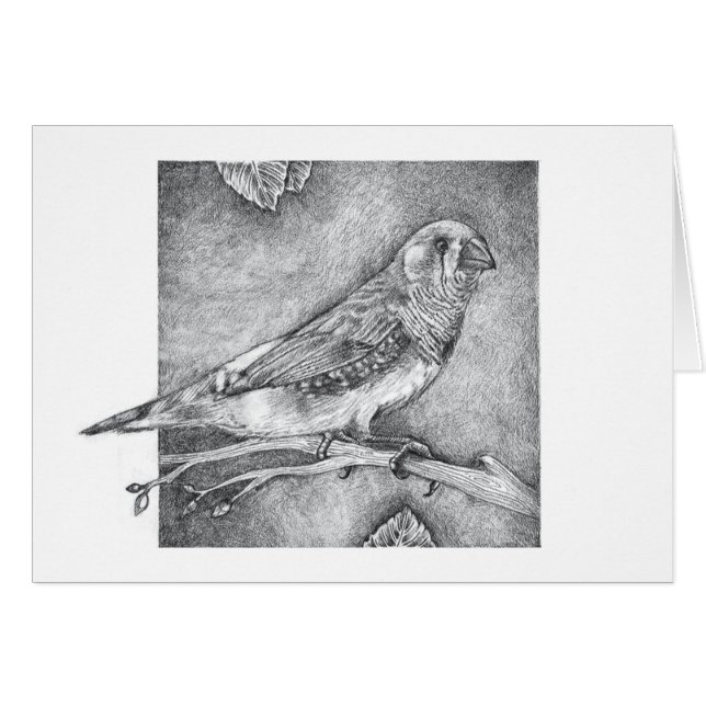 キンカチョウ (正面横)