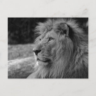 キングの白と黒のライオン – 動物写真 ポストカード