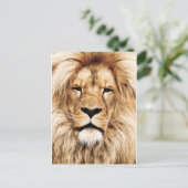 キングオブザジャングルライオンポストカード ポストカード (スタンド正面)