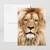 キングオブザジャングルライオンポストカード ポストカード (正面/裏面)