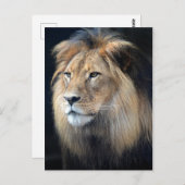 キングオブザジャングルライオン葉書 ポストカード (正面/裏面)